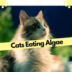 Image of cats eating blue green algae