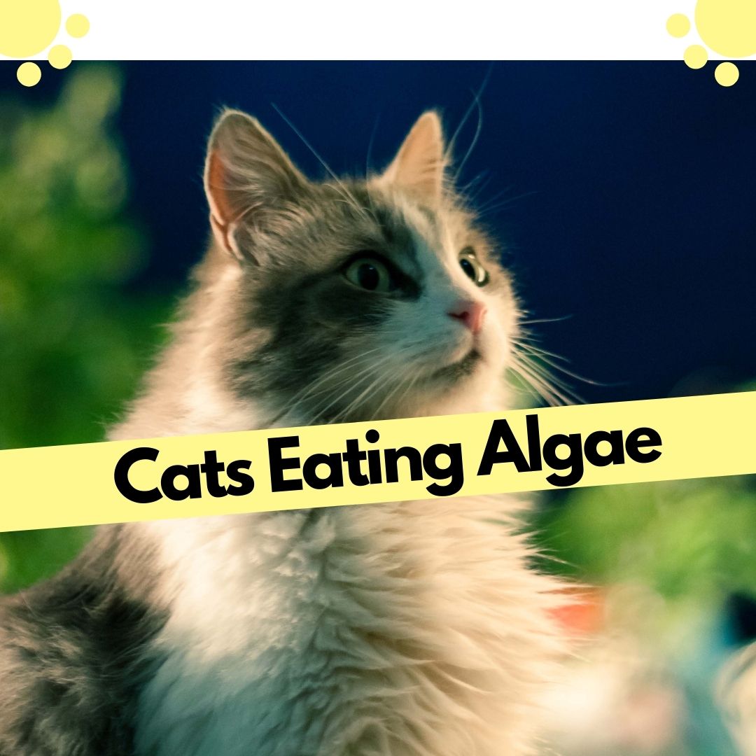 blue-green-algae-can-be-miraculous-for-your-cats