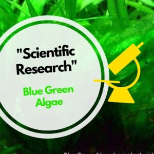 blog image scientific research blue green algae