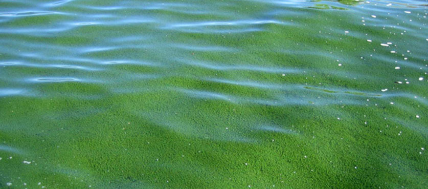 Image of blue green algae in Klamath Lake Oregon