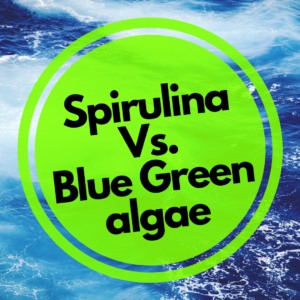 what is the difference between spirulina and blue green algae